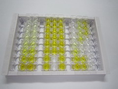 赖氨酰氧化酶样蛋白1(LOXL1)检测试剂盒(酶联免疫吸附试验法)