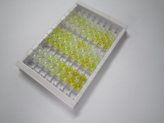 尿溶蛋白3A(UPK3A)检测试剂盒(酶联免疫吸附试验法)