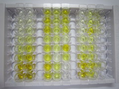 腱蛋白样蛋白1(CHRDL1)检测试剂盒(酶联免疫吸附试验法)