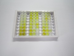 磷酸二酯酶4D(PDE4D)检测试剂盒(酶联免疫吸附试验法)