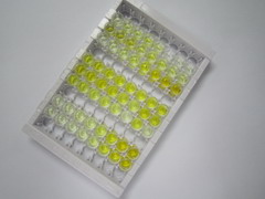 过氧化还原酶6(PRDX6)检测试剂盒(酶联免疫吸附试验法)