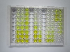 张力蛋白3(TNS3)检测试剂盒(酶联免疫吸附试验法)