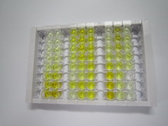 转化受体电位阳离子通道亚家族M成员8(TRPM8)检测试剂盒(酶联免疫吸附试验法)