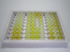 转化受体电位阳离子通道亚家族V成员2(TRPV2)检测试剂盒(酶联免疫吸附试验法)