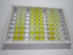 分泌粒蛋白Ⅱ(SCG2)检测试剂盒(酶联免疫吸附试验法)