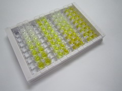 Sestrin 3蛋白(SESN3)检测试剂盒(酶联免疫吸附试验法)