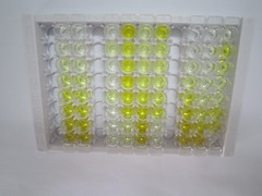 Sestrin 3蛋白(SESN3)检测试剂盒(酶联免疫吸附试验法)