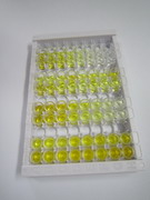 斯钙素2(STC2)检测试剂盒(酶联免疫吸附试验法)