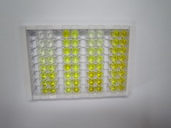 钙调蛋白调节血影蛋白关联蛋白1(CAMSAP1)检测试剂盒(酶联免疫吸附试验法)