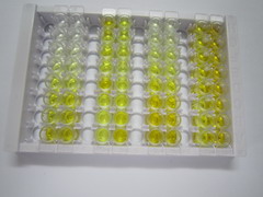 双特异性磷酸酶6(DUSP6)检测试剂盒(酶联免疫吸附试验法)