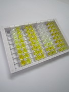 网状蛋白4(RTN4)检测试剂盒(酶联免疫吸附试验法)