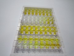 γ-氨基丁酸A受体α2(gABRa2)检测试剂盒(酶联免疫吸附试验法)