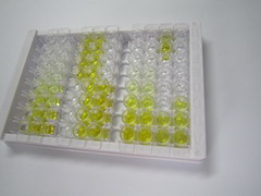 组胺H1受体(HRH1)检测试剂盒(酶联免疫吸附试验法)