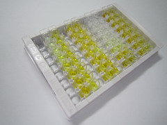 磷脂酰肌醇結(jié)合網(wǎng)格蛋白裝配蛋白(PICALM)檢測試劑盒(酶聯(lián)免疫吸附試驗(yàn)法)