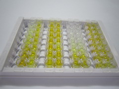 Discs大同源物4(DLG4)检测试剂盒(酶联免疫吸附试验法)