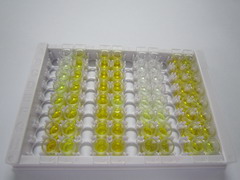 Discs大同源物4(DLG4)检测试剂盒(酶联免疫吸附试验法)