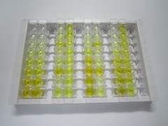 胞质分裂作用因子3(DOCK3)检测试剂盒(酶联免疫吸附试验法)