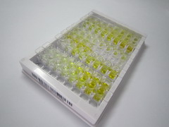 蛋白酶体亚基α7(PSMa7)检测试剂盒(酶联免疫吸附试验法)