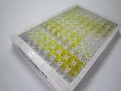 色氨酸羟化酶1(TPH1)检测试剂盒(酶联免疫吸附试验法)