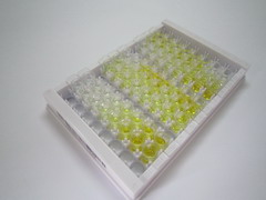 3-羟基丁酸脱氢酶1(BDH1)检测试剂盒(酶联免疫吸附试验法)