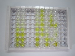 钠/钾离子转运ATP酶α2肽(ATP1a2)检测试剂盒(酶联免疫吸附试验法)