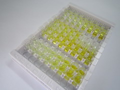 钙粘蛋白EGF LAG七经G-型受体2(CELSR2)检测试剂盒(酶联免疫吸附试验法)