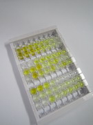 甘氨酸脱氢酶(GLDC)检测试剂盒(酶联免疫吸附试验法)