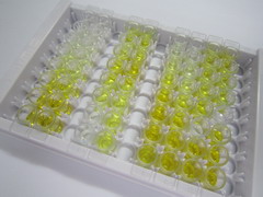 分泌球蛋白家族3A成員2(SCGB3A2)檢測試劑盒(酶聯(lián)免疫吸附試驗(yàn)法)