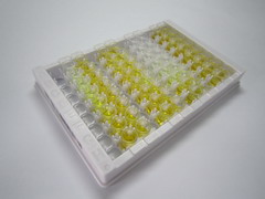 磷脂酰乙醇胺结合蛋白1(PEBP1)检测试剂盒(酶联免疫吸附试验法)
