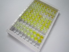 氯离子通道辅助蛋白1(CLCA1)检测试剂盒(酶联免疫吸附试验法)