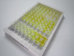 Cereblon蛋白(CRBN)檢測(cè)試劑盒(酶聯(lián)免疫吸附試驗(yàn)法)