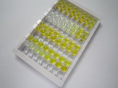 G蛋白偶联受体37(GPR37)检测试剂盒(酶联免疫吸附试验法)