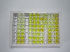 肝细胞核因子1α(HNF1a)检测试剂盒(酶联免疫吸附试验法)