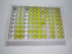 肝细胞核因子1α(HNF1a)检测试剂盒(酶联免疫吸附试验法)