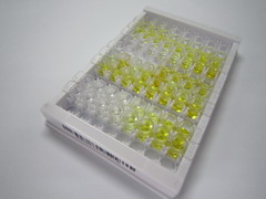 肝细胞核因子1β(HNF1b)检测试剂盒(酶联免疫吸附试验法)