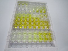 Mdm2 p53结合蛋白同源物(MDM2)检测试剂盒(酶联免疫吸附试验法)