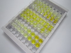 易位关联Notch同源物1(TAN1)检测试剂盒(酶联免疫吸附试验法)