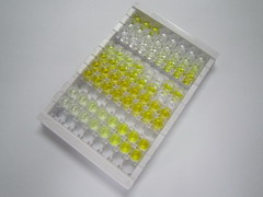 促泌素(SCGN)检测试剂盒(酶联免疫吸附试验法)