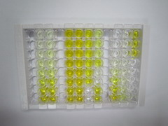 电压依赖性阴离子通道蛋白1(VDAC1)检测试剂盒(酶联免疫吸附试验法)