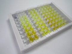 转谷氨酰胺酶6(TGM6)检测试剂盒(酶联免疫吸附试验法)