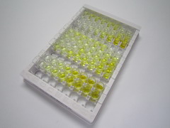 硫酸酯酶1(SULF1)检测试剂盒(酶联免疫吸附试验法)