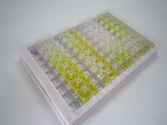 N-磺氨基葡糖磺基氢化酶(SGSH)检测试剂盒(酶联免疫吸附试验法)