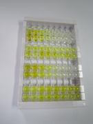 B类清道夫受体1(SCARB1)检测试剂盒(酶联免疫吸附试验法)