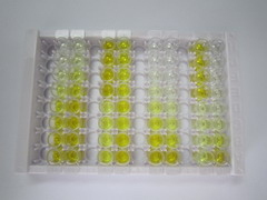 Mg2+/Mn2+依赖性蛋白磷酸酶1A(PPM1A)检测试剂盒(酶联免疫吸附试验法)