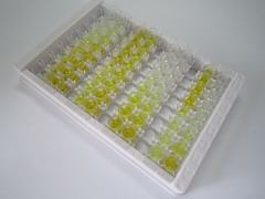 Mg2+/Mn2+依赖性蛋白磷酸酶1A(PPM1A)检测试剂盒(酶联免疫吸附试验法)