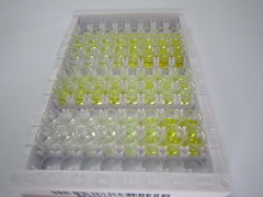 过氧化物酶体增殖物激活受体γ辅激活因子1α(PPARgC1a)检测试剂盒(酶联免疫吸附试验法)