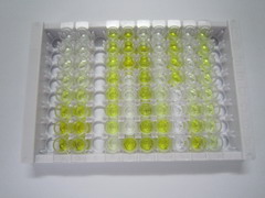 甲硫氨酰氨肽酶2(METAP2)检测试剂盒(酶联免疫吸附试验法)