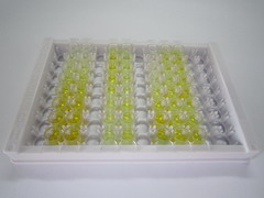 甲硫氨酰氨肽酶2(METAP2)检测试剂盒(酶联免疫吸附试验法)