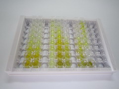亮氨酸丰富重复激酶2(LRRK2)检测试剂盒(酶联免疫吸附试验法)
