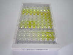 胰岛素启动因子1(IPF)检测试剂盒(酶联免疫吸附试验法)